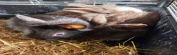 Lionhead rabbits for sale: 7 fluffy bunnies - Advert 3