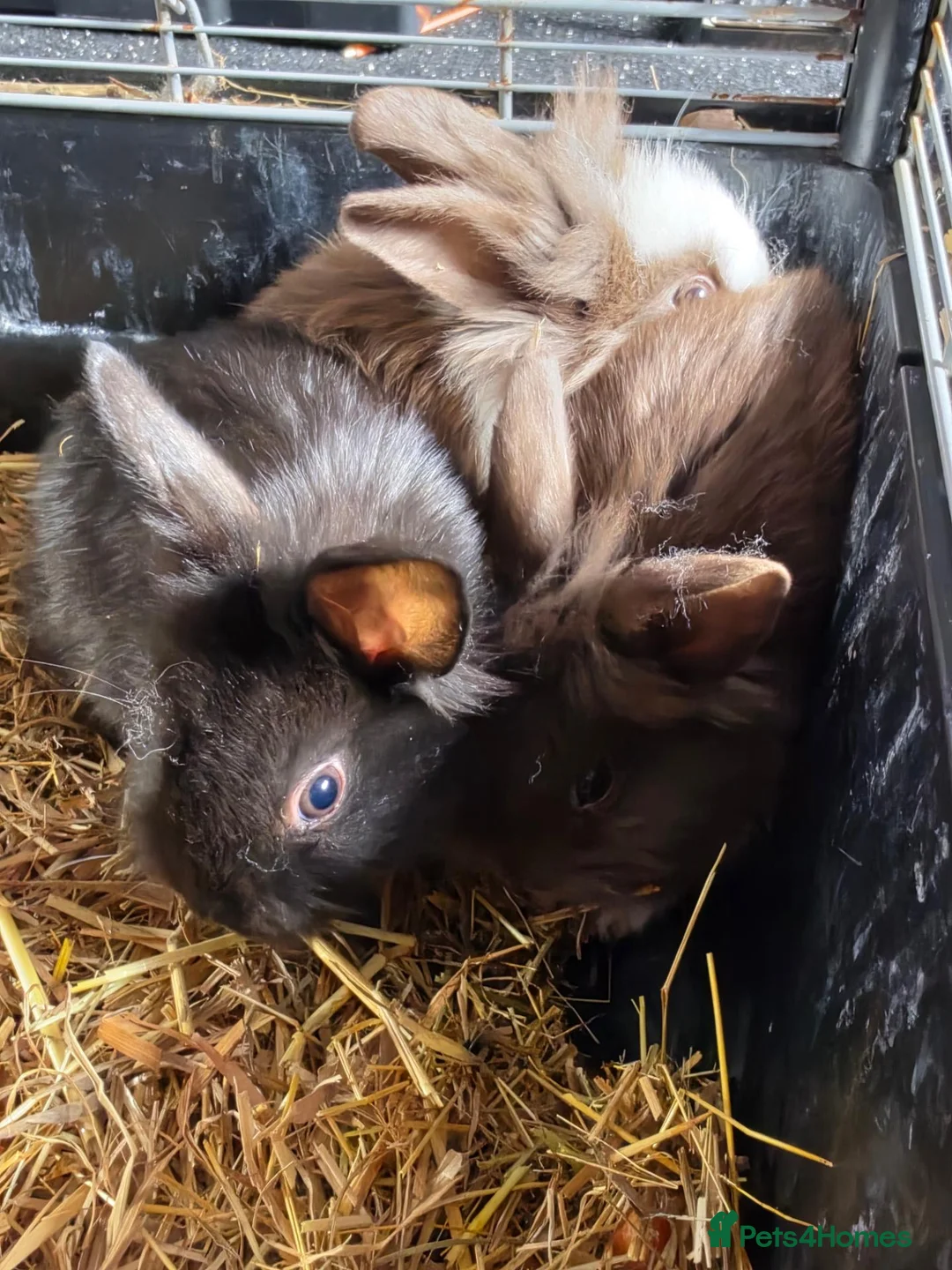 Lionhead rabbits for sale: 7 fluffy bunnies - Advert 3
