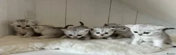 British Shorthair cats for sale: Stunning Snow Spot BSH Kittens  - Advert 6