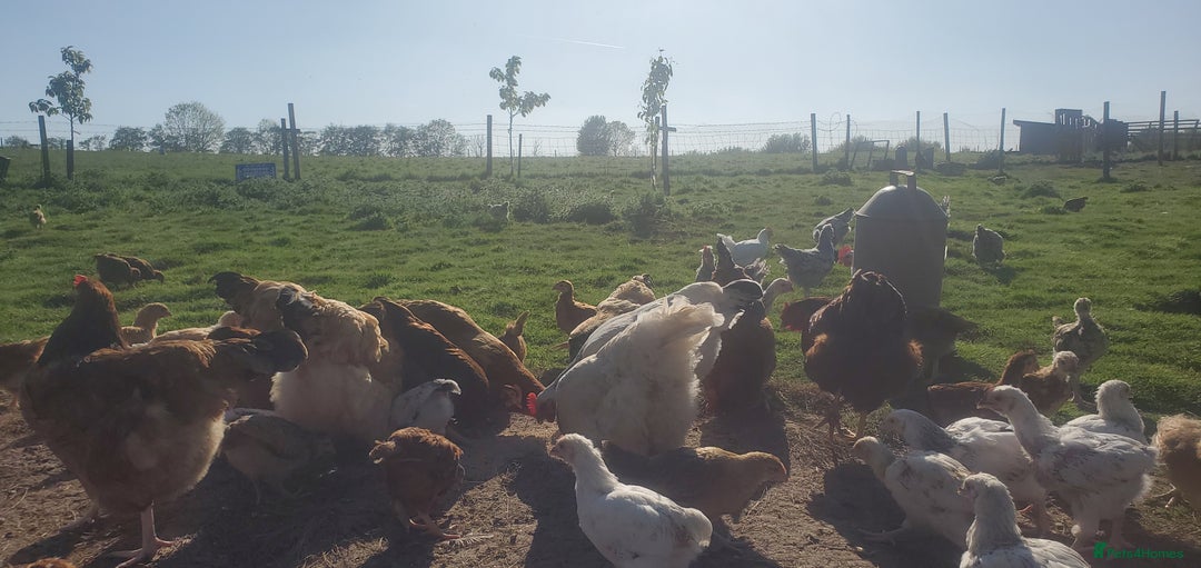 Chickens poultry for sale: 5 to 8 weeks old Pullets of Various Breeds - Image 6