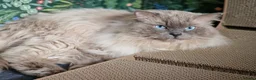 Ragdoll cats for sale: Amazingly Forward Chunky Confident Ragdoll Babies  in Bexhill-on-Sea - Advert 3