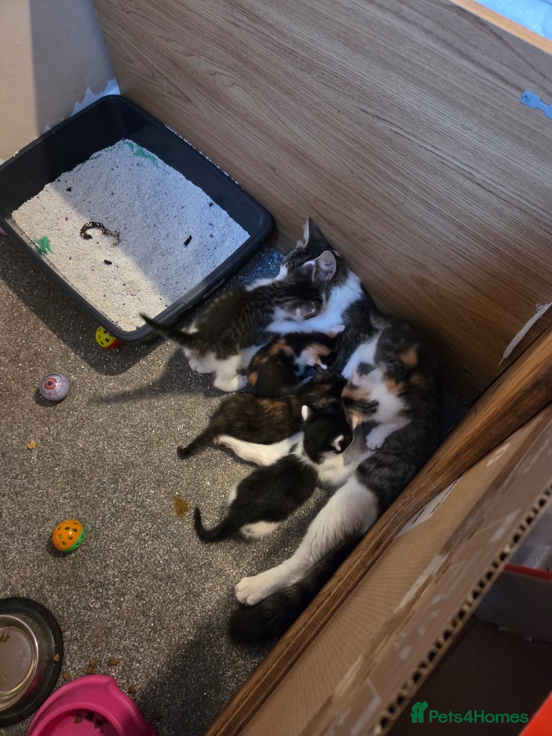 Domestic Shorthair cats for sale: Beautiful kittens - Image 8