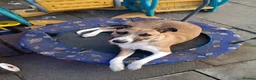 Mixed Breed dogs for sale: Milo (Lurcher) RESERVED - Advert 4