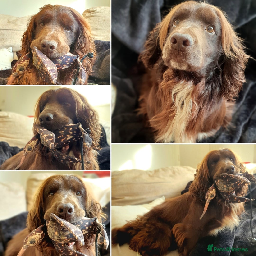 Cocker Spaniel dogs for stud: Champion Bred KC Cocker Spaniel & ALL Health Tests in Cranbrook - Image 11