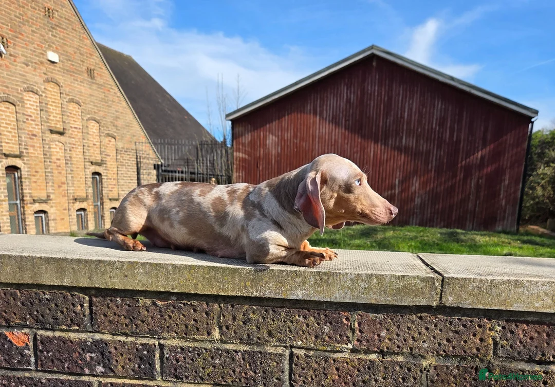 Miniature Dachshund dogs for sale: Retirement home required for our precious Marlene - Advert 10