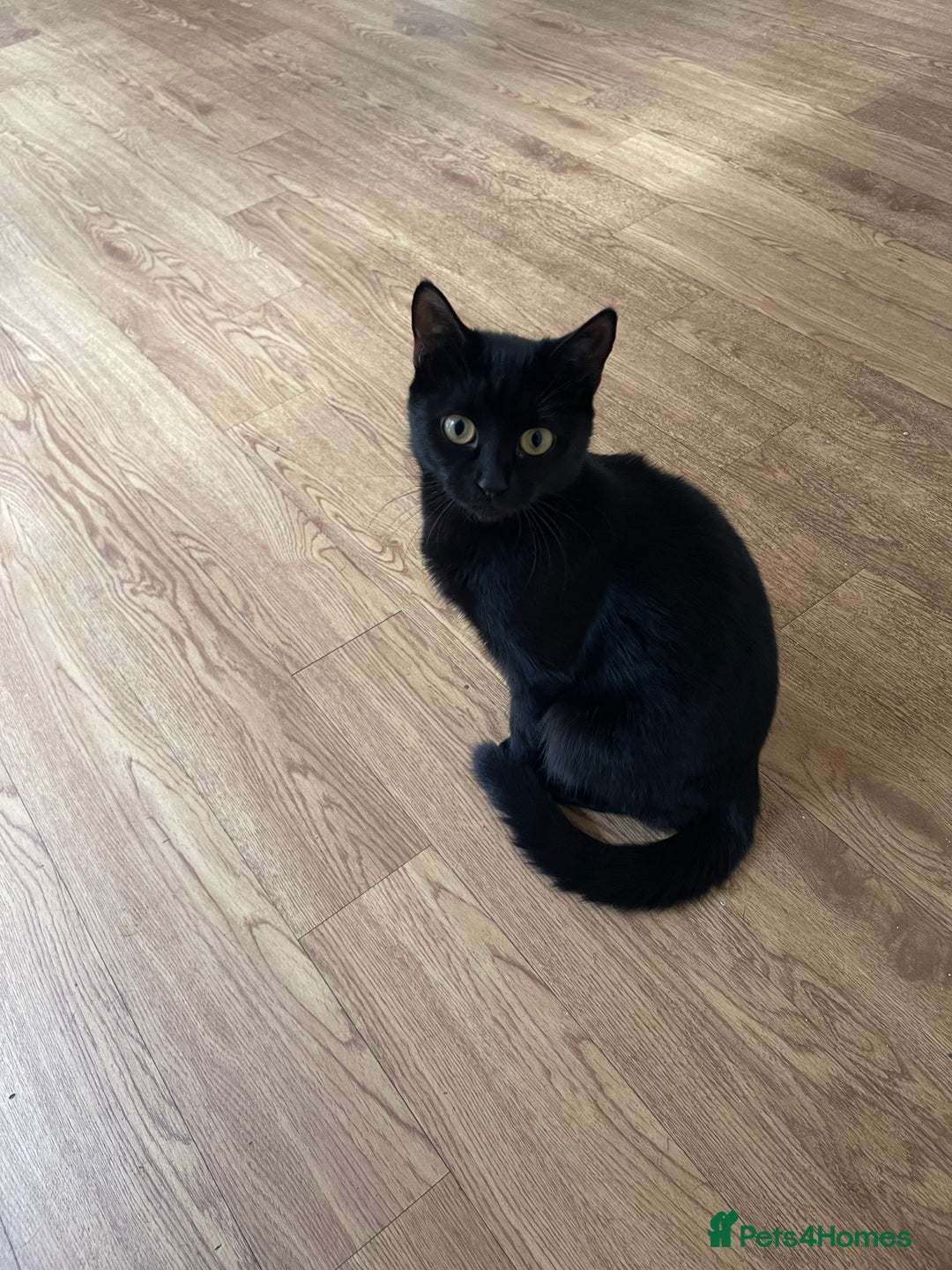 British Shorthair cats for sale: 2 black male kittens  - Image 12