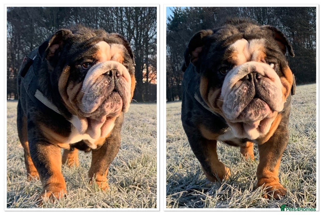 English Bulldog dogs for stud: Black Friday deal!!! in Derby - Advert 1