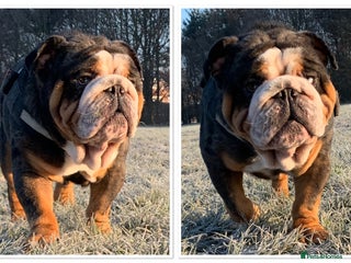 English Bulldog dogs Black Friday deal!!! in Derby - Advert 5