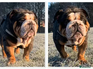 English Bulldog dogs Black Merle tri stud. in Derby - Advert 1