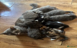 Mixed Breed cats for sale: Fluffy Turkish Angora mixed breed kittens  - Image 18