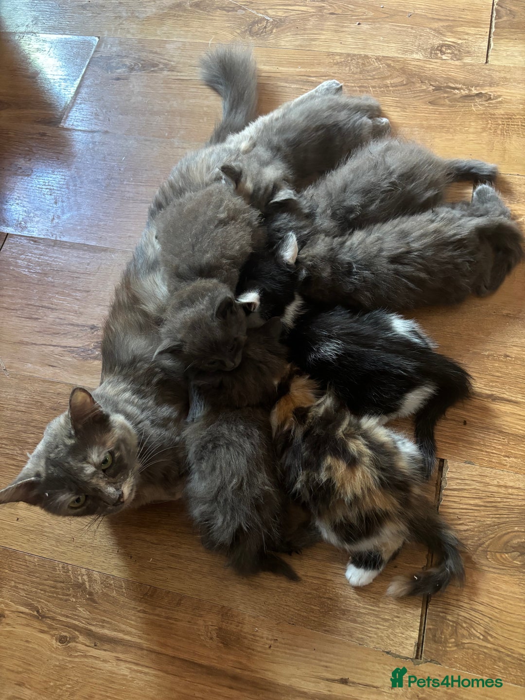 Mixed Breed cats for sale: Fluffy Turkish Angora mixed breed kittens  - Image 18