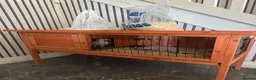 Chickens poultry for sale: 2 Chicks with coop  in Bradford - Advert 3