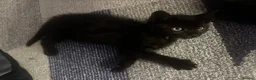 Mixed Breed cats for sale: Stunning black boy - Advert 2