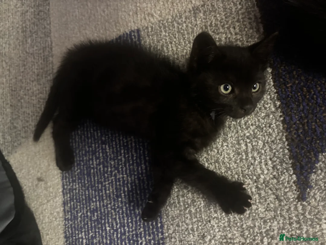 Mixed Breed cats for sale: Stunning black boy - Advert 2