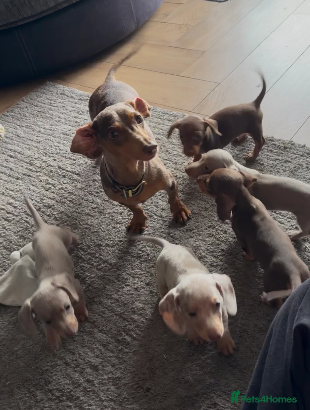 Miniature Dachshund dogs for sale: Mini Daschunds for Sale - Advert 14