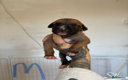 Mixed Breed dogs for sale: Deerhound greyhound lurcher pups  - Image 4