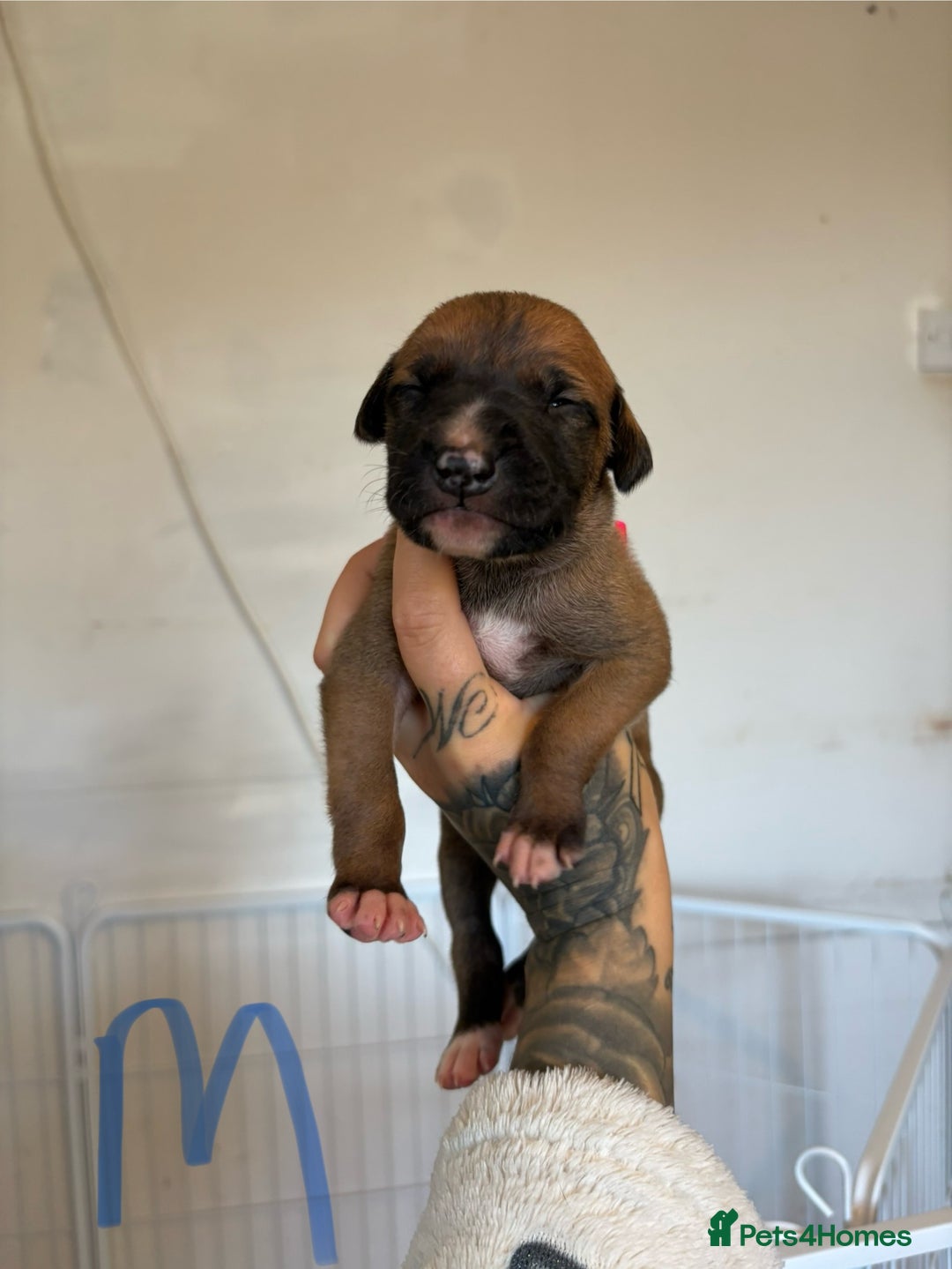 Mixed Breed dogs for sale: Deerhound greyhound lurcher pups  - Image 4
