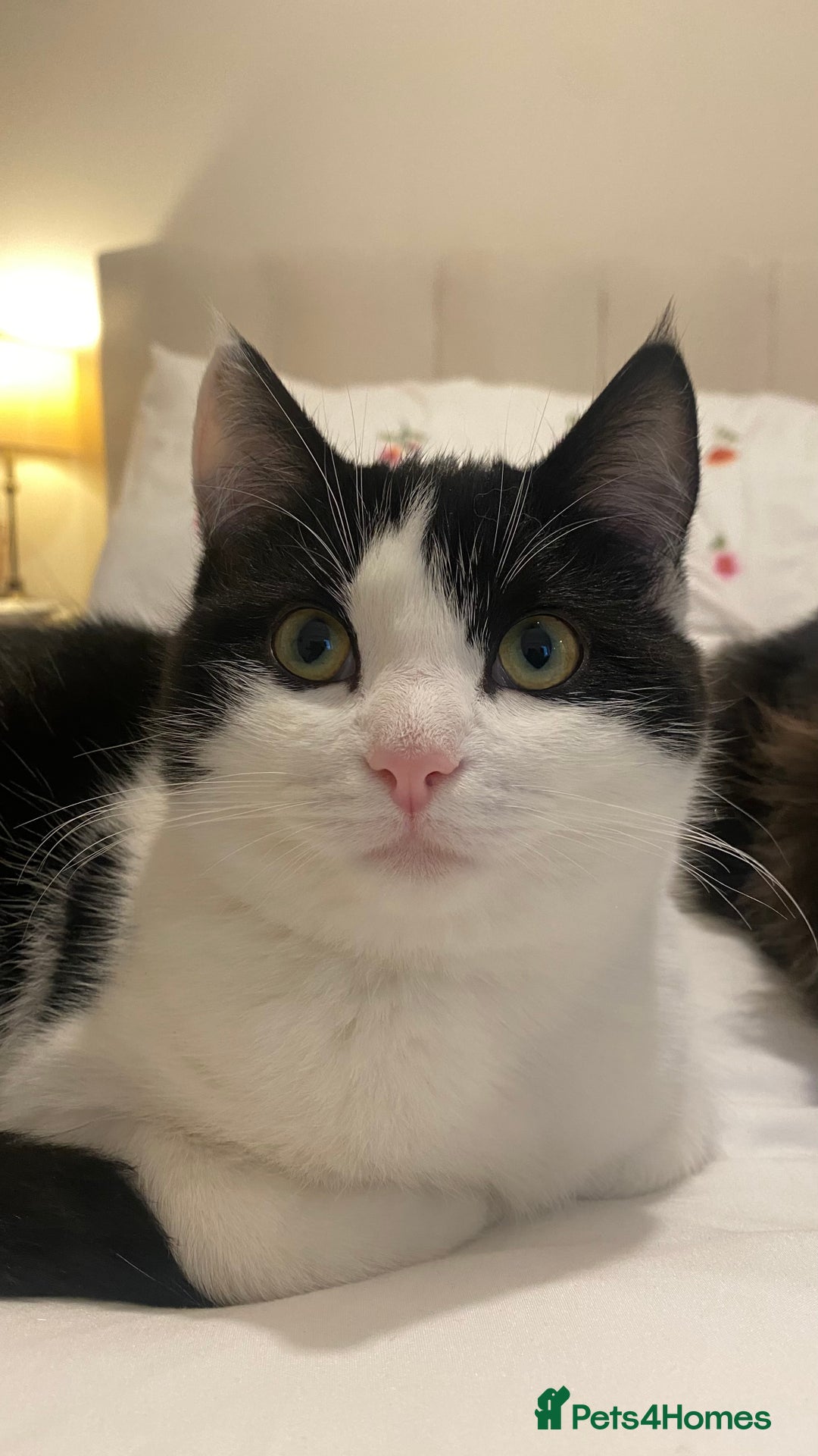 Mixed Breed cats for sale: Kittens for sale Mixed ragdoll 2 brothers  - Advert 11