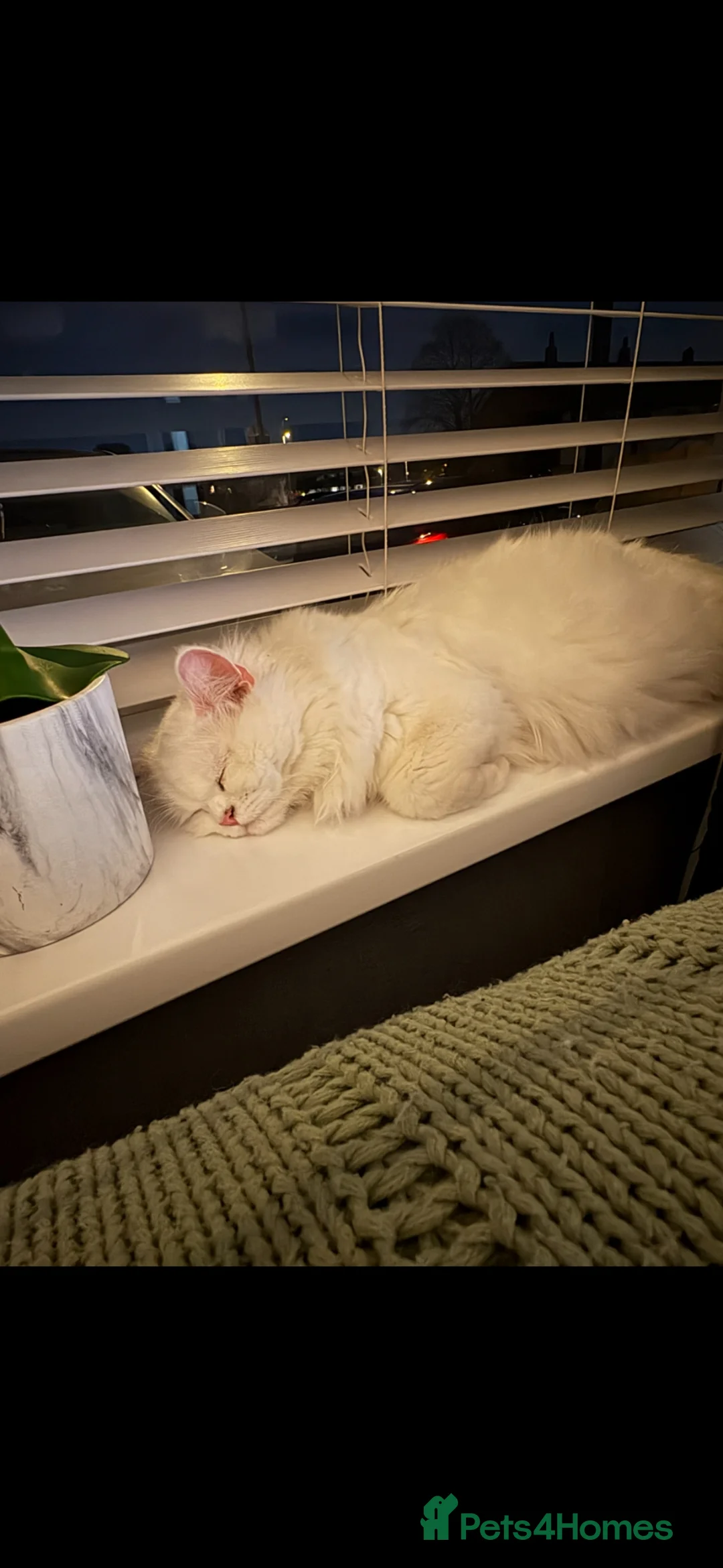 Persian cats for sale: 2 year old female spayed doll face persian - Advert 2