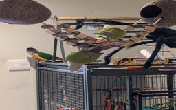 Conures birds for sale: Conures - Advert 2