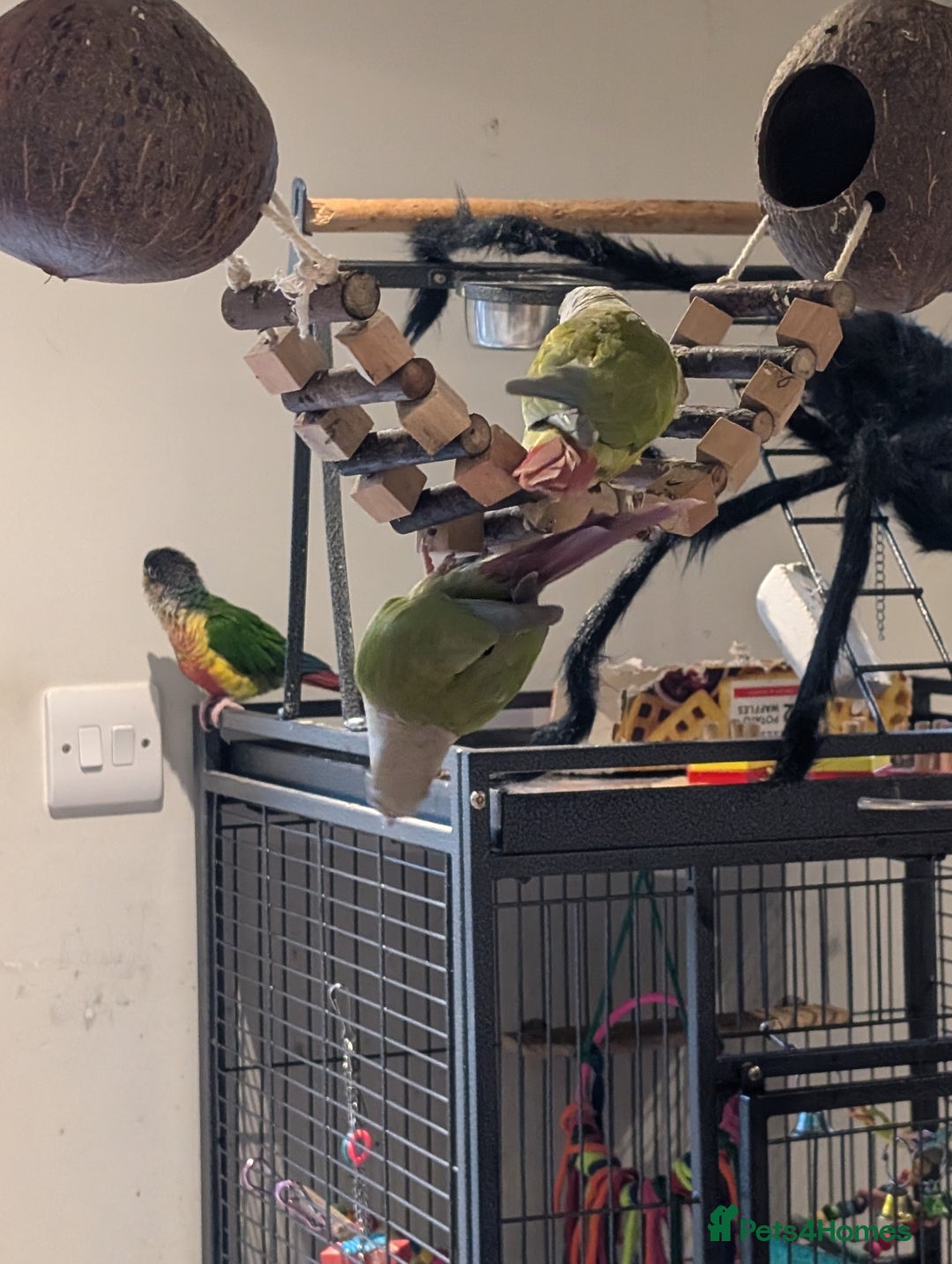 Conures birds for sale: Conures - Advert 2