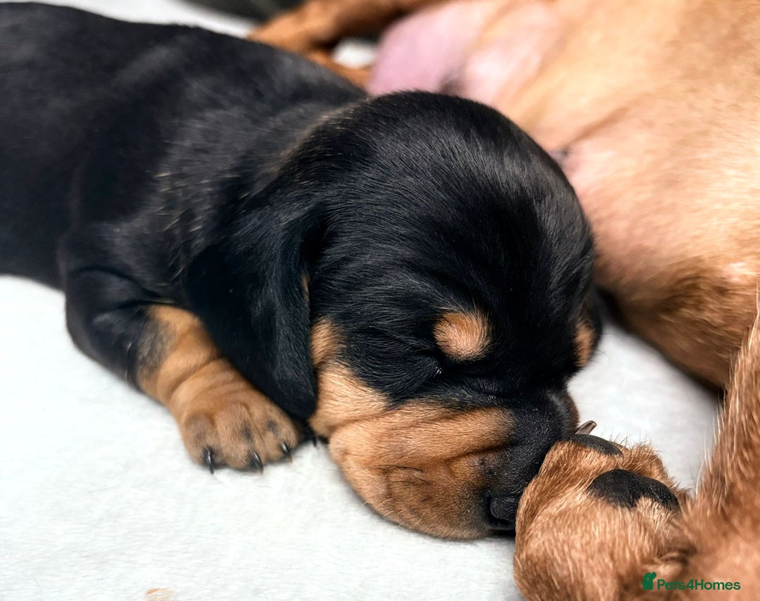 Dachshund dogs for sale: Beautiful Miniature Dachshund - Advert 18