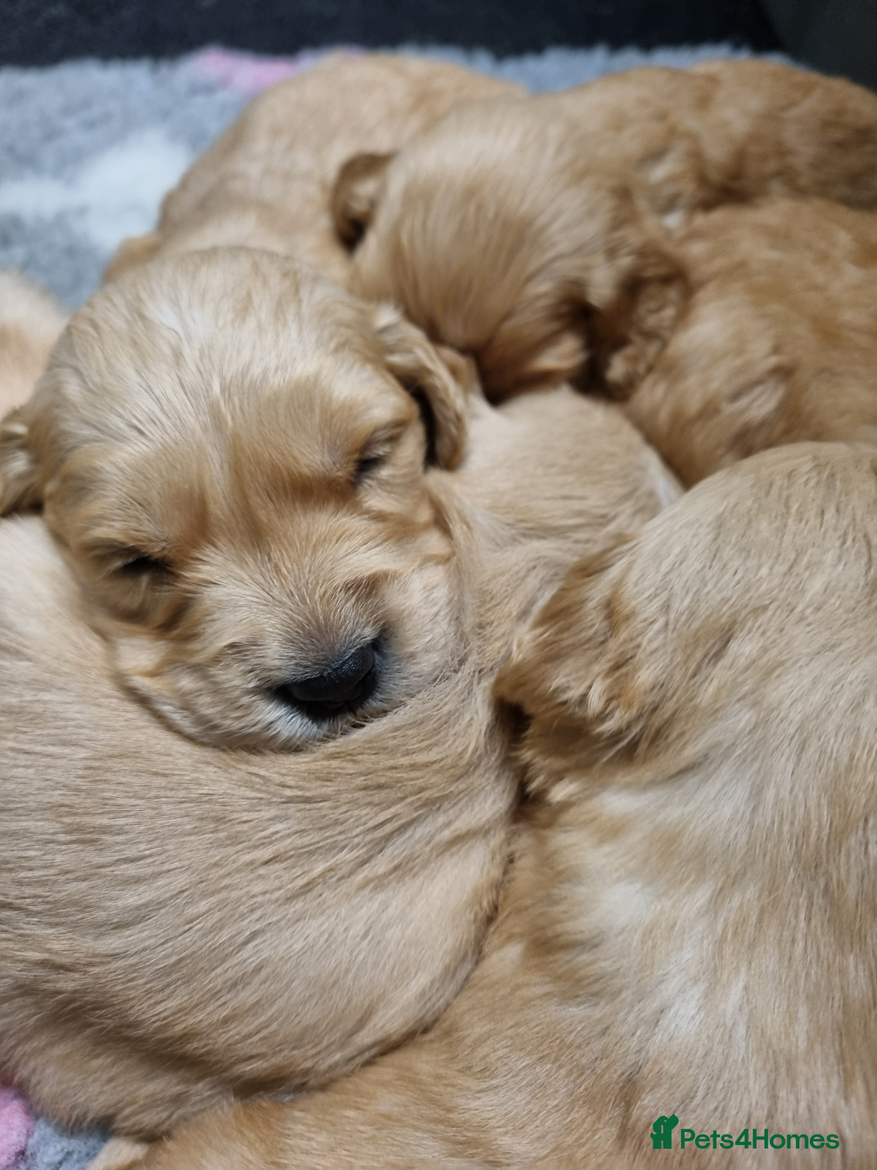 Golden Retriever dogs Stunning KC Registered Golden Retriever Puppies  - Advert 1
