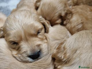 Golden Retriever dogs Stunning KC Registered Golden Retriever Puppies - Advert 4