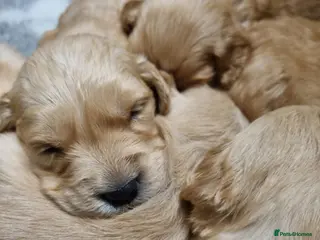 Golden Retriever dogs Stunning KC Registered Golden Retriever Puppies - Advert 6