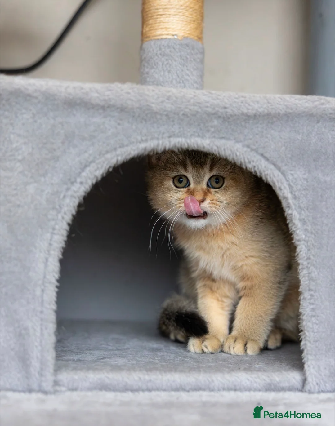 Scottish Fold cats for sale: Adorable Scottish Straight Kitten Available. - Advert 8