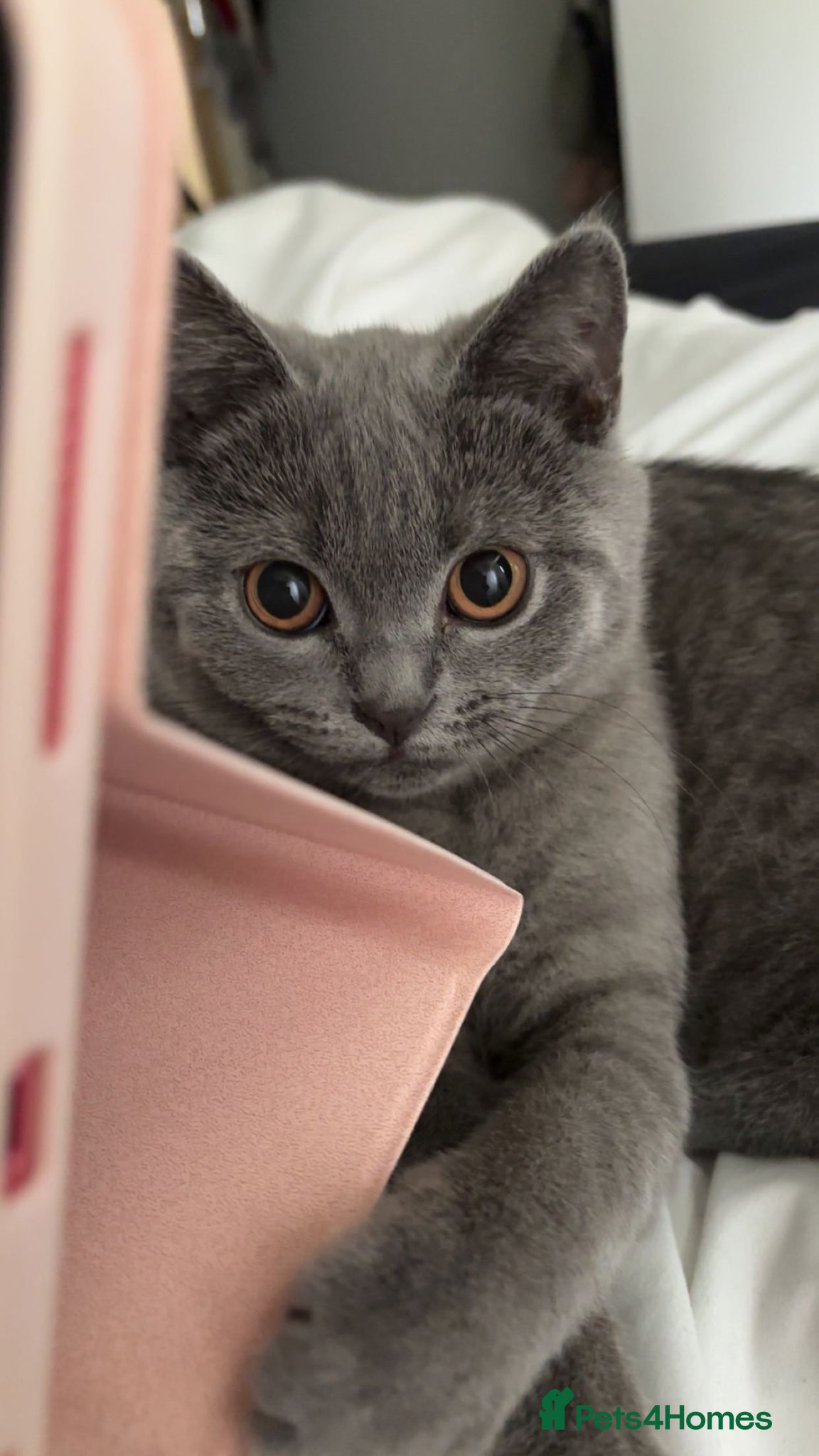 British Shorthair cats This is baby Ash  - Advert 5