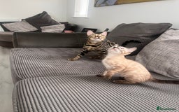 Bengal cats for sale: Stunning full pedigree bengal kittens *READY*  - Image 5
