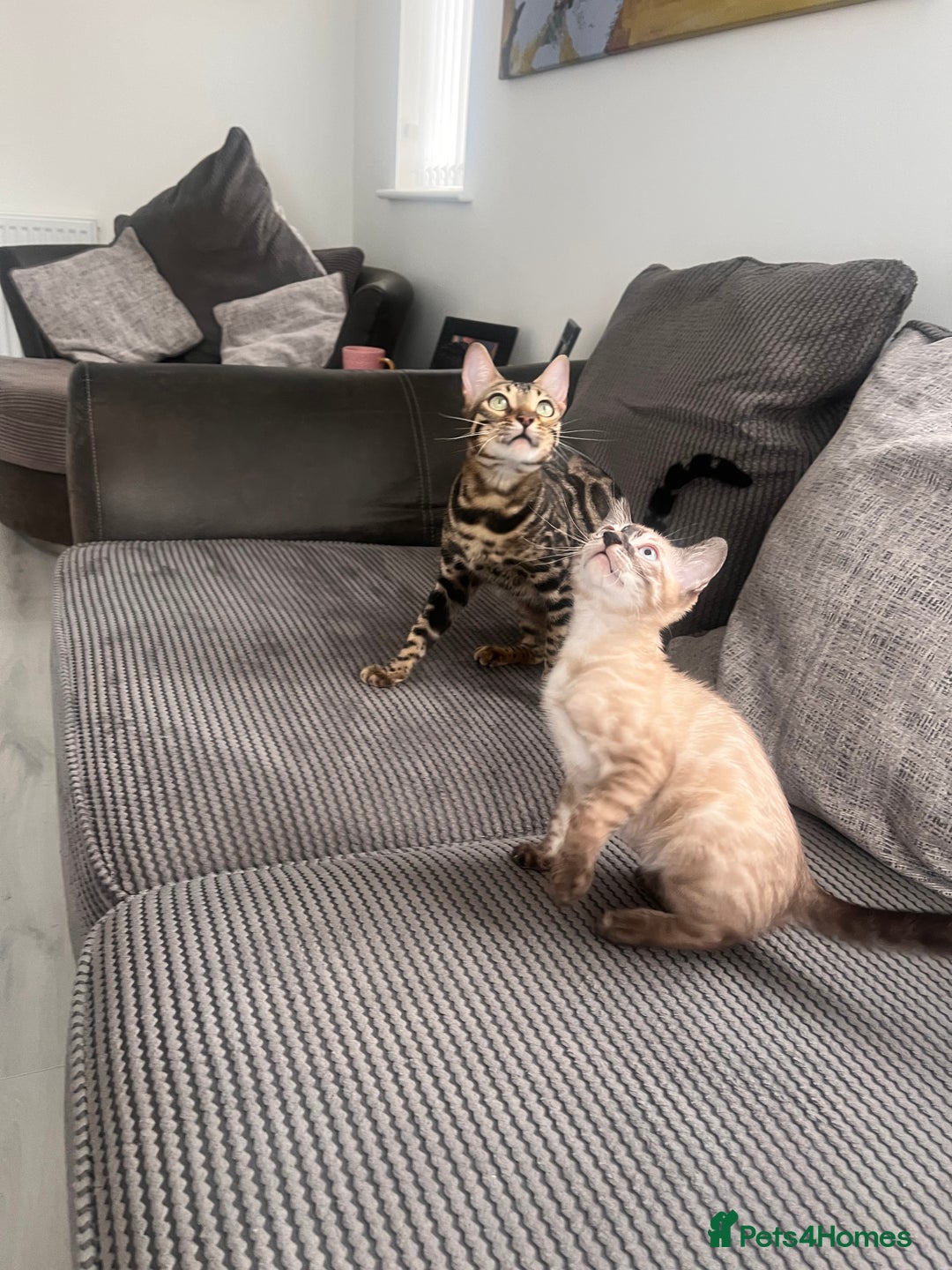 Bengal cats for sale: Stunning full pedigree bengal kittens *READY*  - Image 5