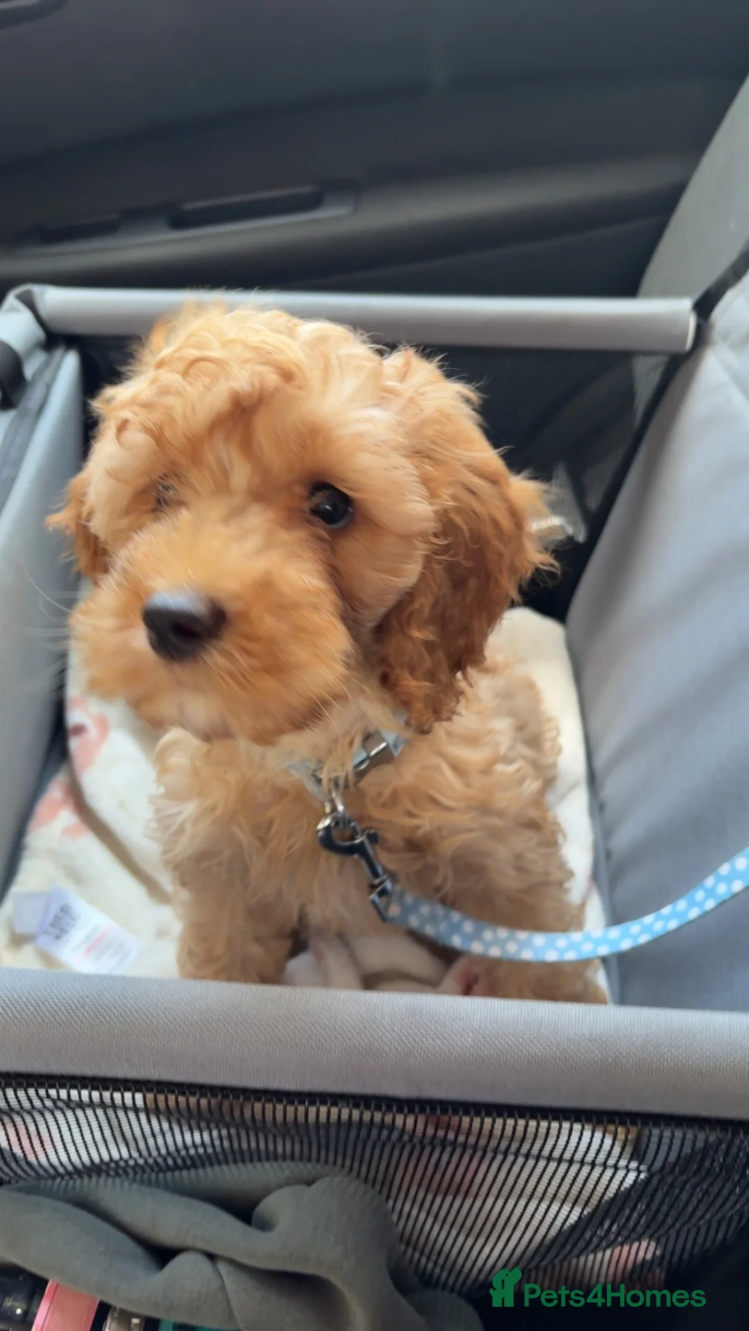 Cavapoo dogs for sale: ARLO the vavapoo in Chester-le-Street - Advert 2