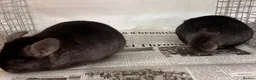 Chinchilla rodents for sale: Ben & Jerry, fabulous Ebony brothers, super tame - Advert 5