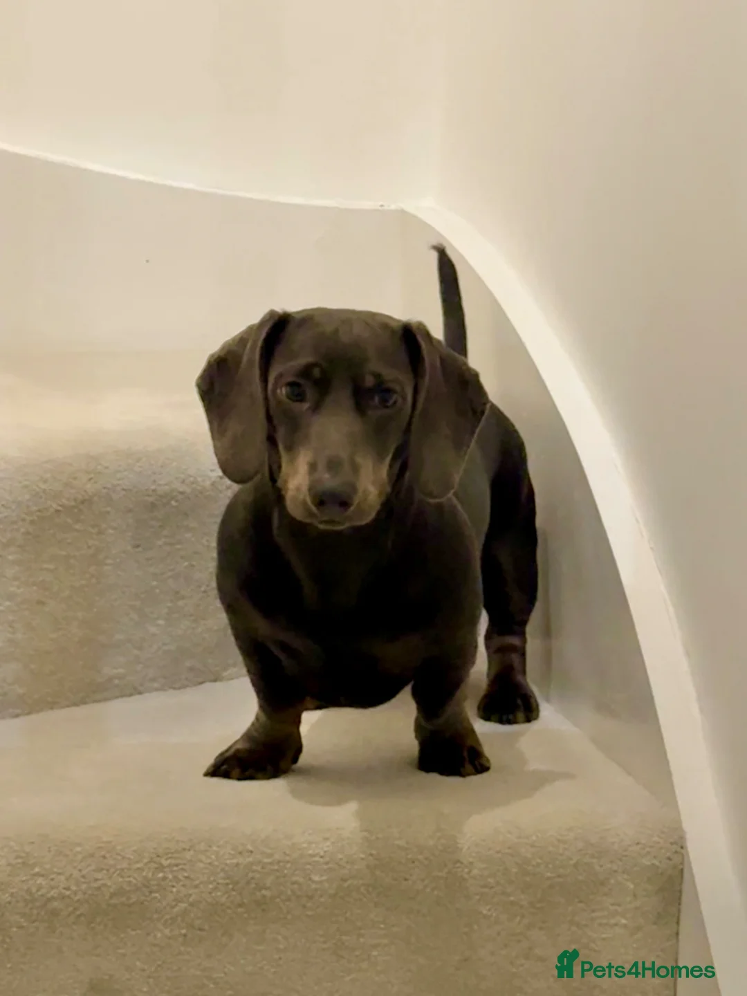 Dachshund dogs for sale: 12 months old sausage dog - Advert 1