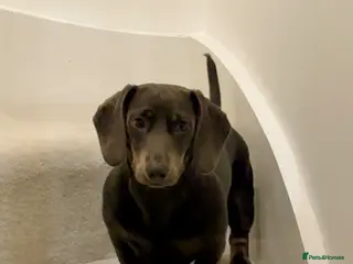 Dachshund dogs 12 months old sausage dog - Advert 1
