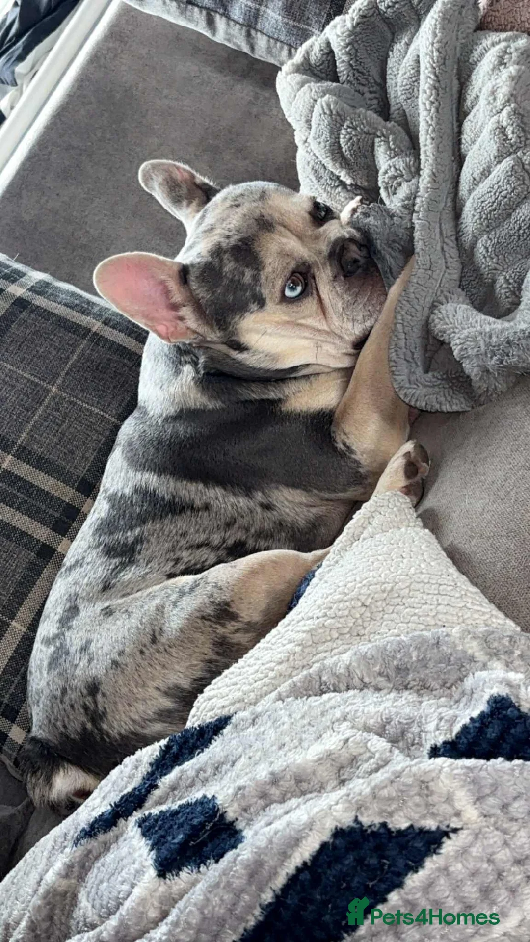 French Bulldog dogs for sale: Male frenchie  in Cannock - Advert 1