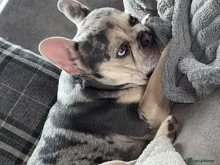 French Bulldog dogs Male frenchie - Advert 11