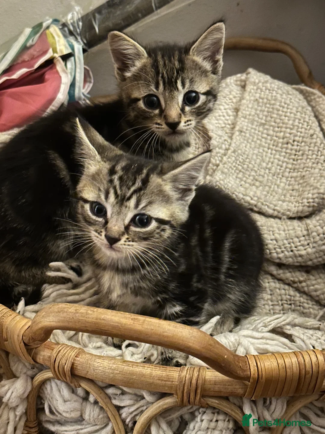 Mixed Breed cats for sale: 6 Beautiful Kittens Available  - Advert 2