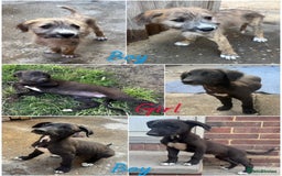 Mixed Breed dogs for sale: wheaten bull saluki whippet greyhounds - Image 1