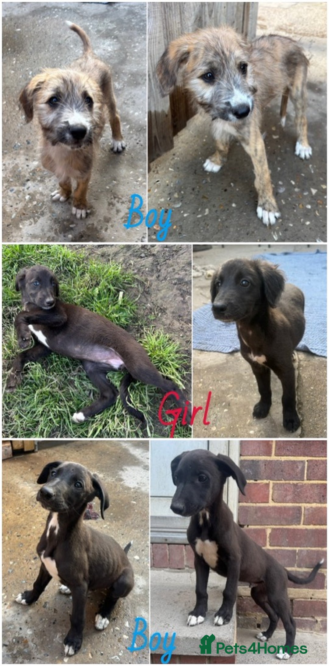 Mixed Breed dogs for sale: wheaten bull saluki whippet greyhounds - Image 1