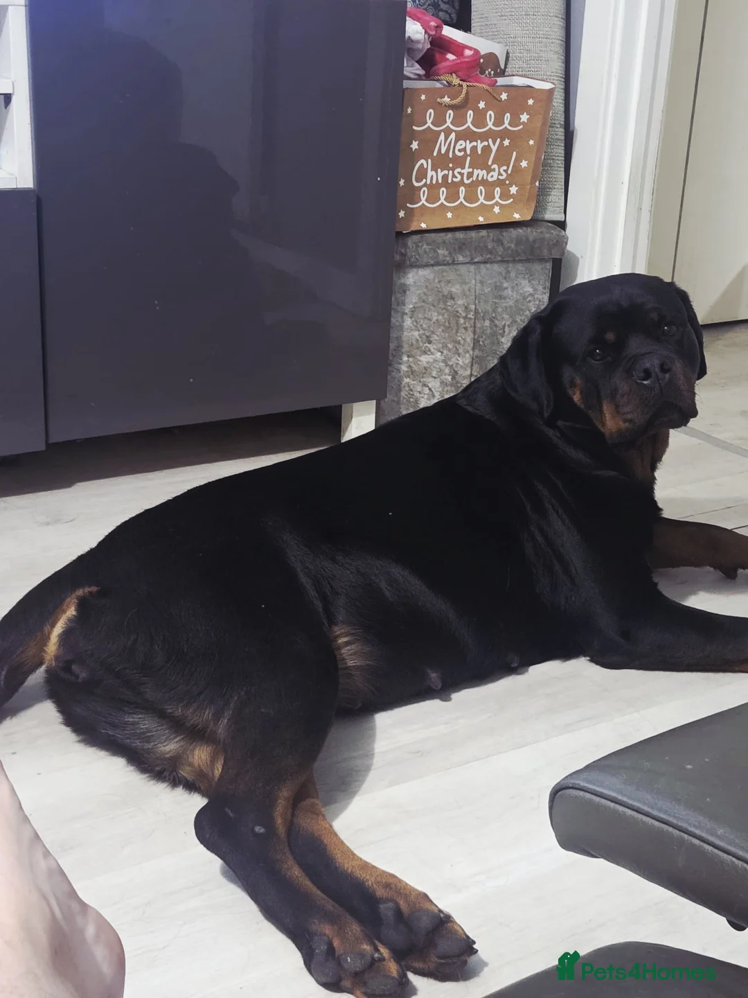 Rottweiler dogs for sale: LEGACY'S IN THE MAKING!! REX & MAGIC - Advert 18
