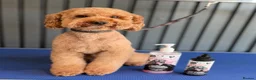 Cockapoo dogs for sale: F1 cockapoo puppies - Advert 3