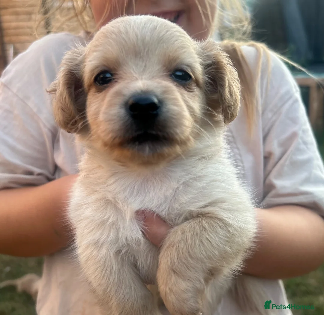 Mixed Breed dogs for sale: Beautiful pomjacks for sale - Advert 1