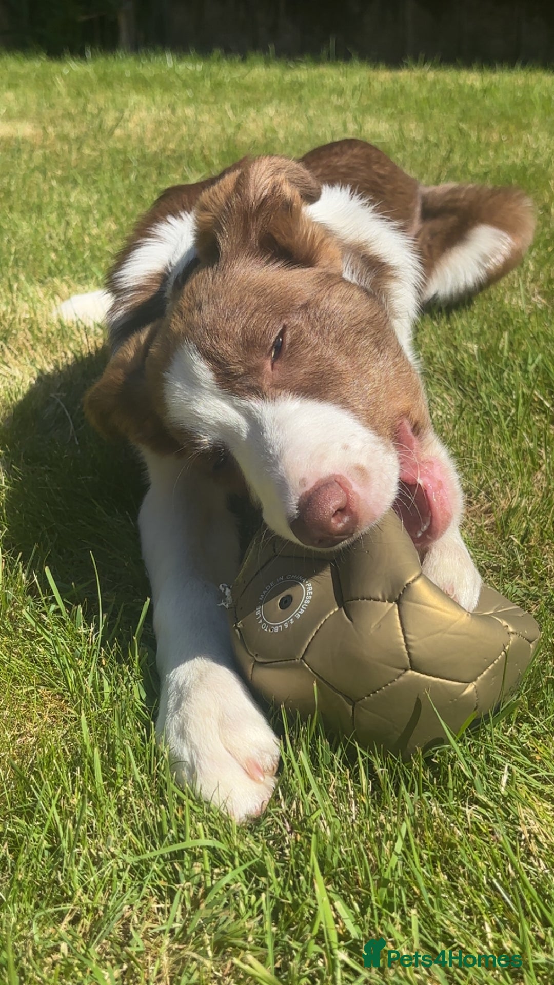 Border Collie dogs for sale: Welsh collie for sale  - Image 1