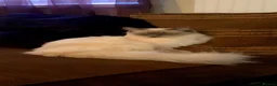 Ragdoll cats for sale: Blue point ragdoll - Advert 2