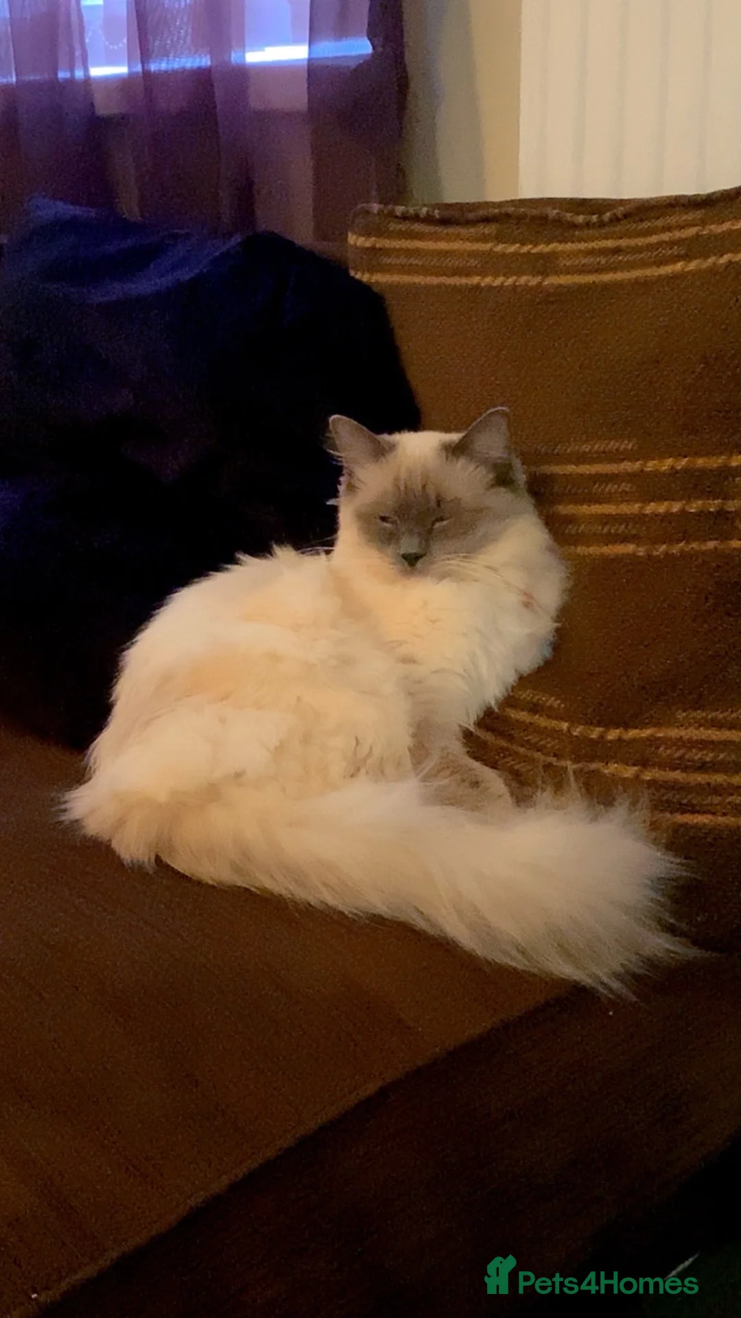 Ragdoll cats for sale: Blue point ragdoll - Advert 2