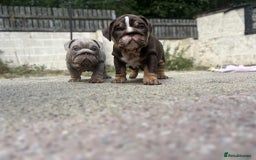 English Bulldog dogs for sale: English bulldog  - Image 3