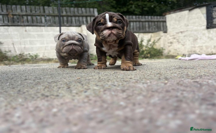 English Bulldog dogs - Advert 3